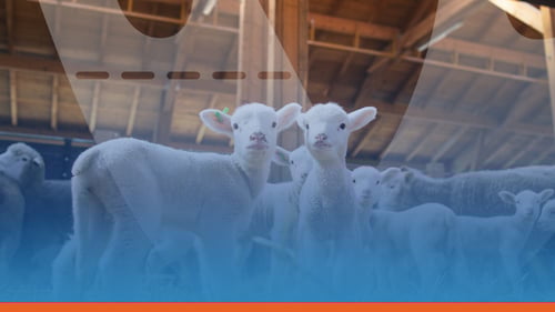 Why Farm Parks and Farm Attractions Should Use Online Ticketing