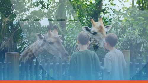 How Ticketing Systems For Zoos and Animal Attractions Can Increase Footfall