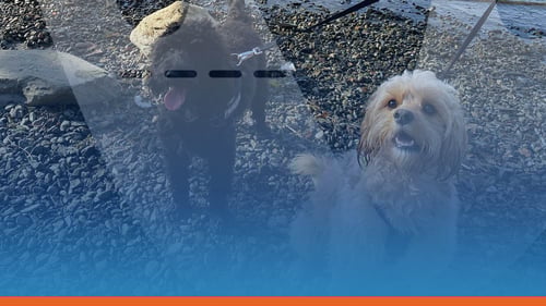 Dog Friendly Attractions 2021 – Does Your Visitor Attraction Offer Dog Friendly Days Out?
