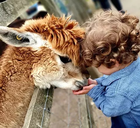 70-30-llama
